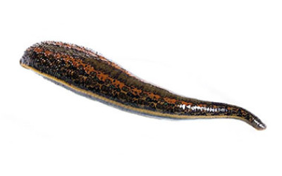 İstanbul Sülük Satışı