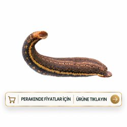 Tıbbi Sülük Medicinalis Doktor Boy