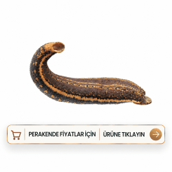 Tıbbi Sülük Medicinalis Doktor Boy