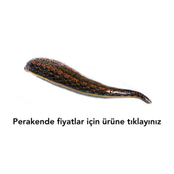 Tıbbi Sülük (Orta Boy)